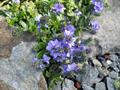 rock speedwell